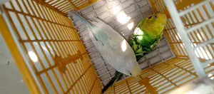 Budgie Full Set