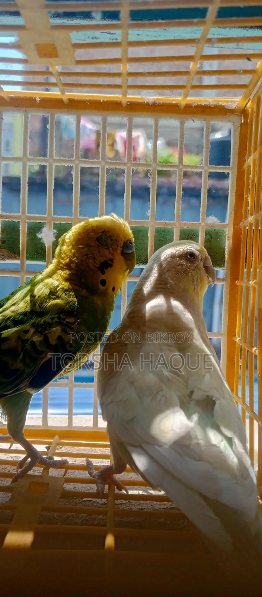 Budgie Full Set