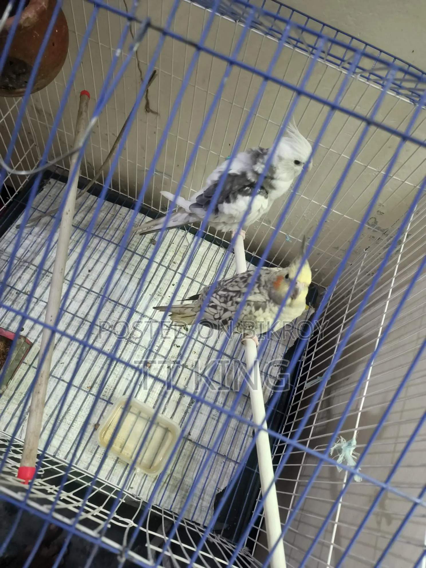 কোকাটেল মেয়ে পাখি