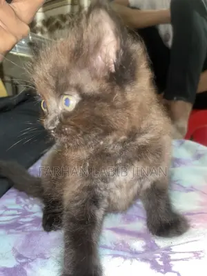 Persian Cat Doll Face