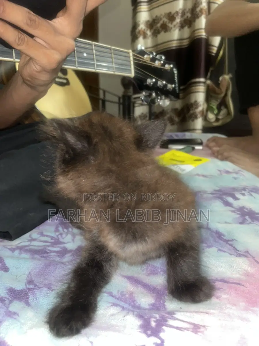 Persian Cat Doll Face