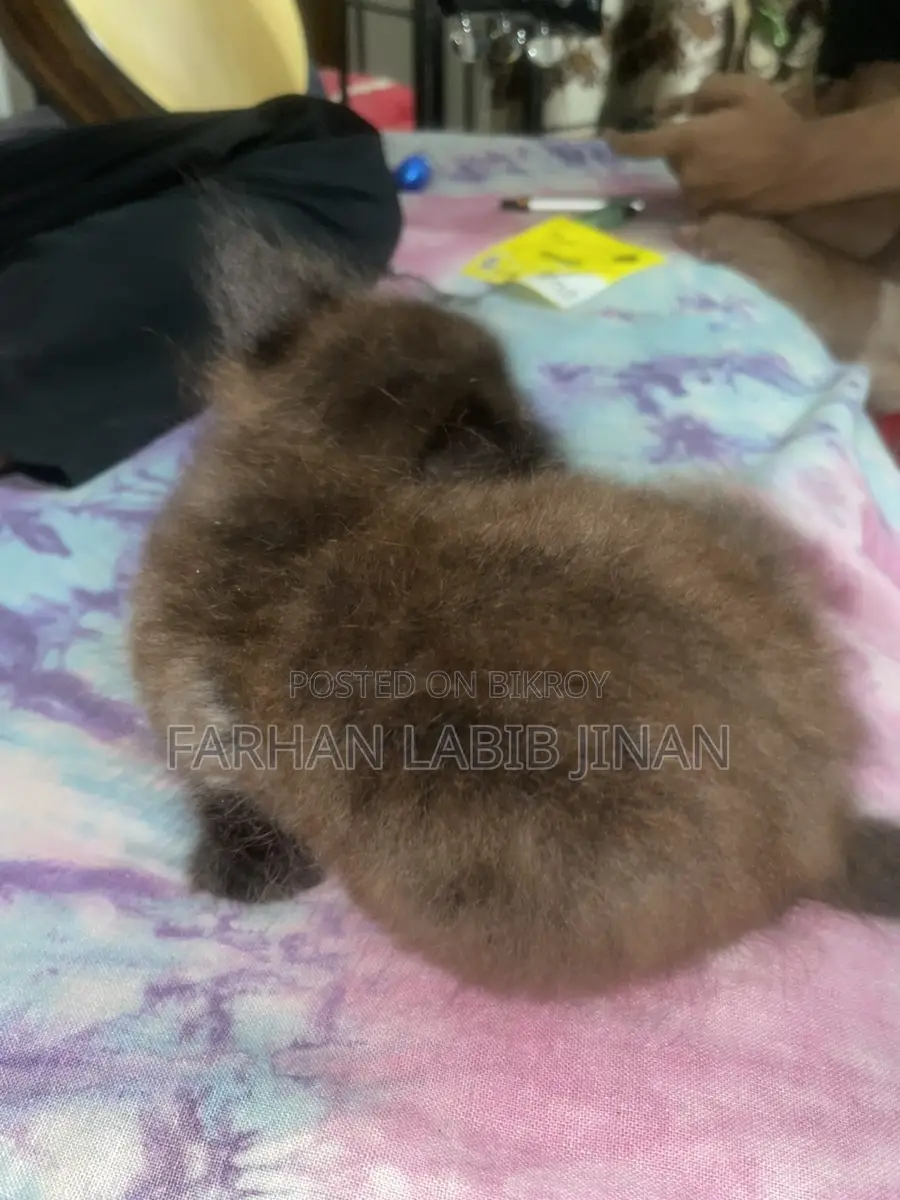 Persian Cat Doll Face