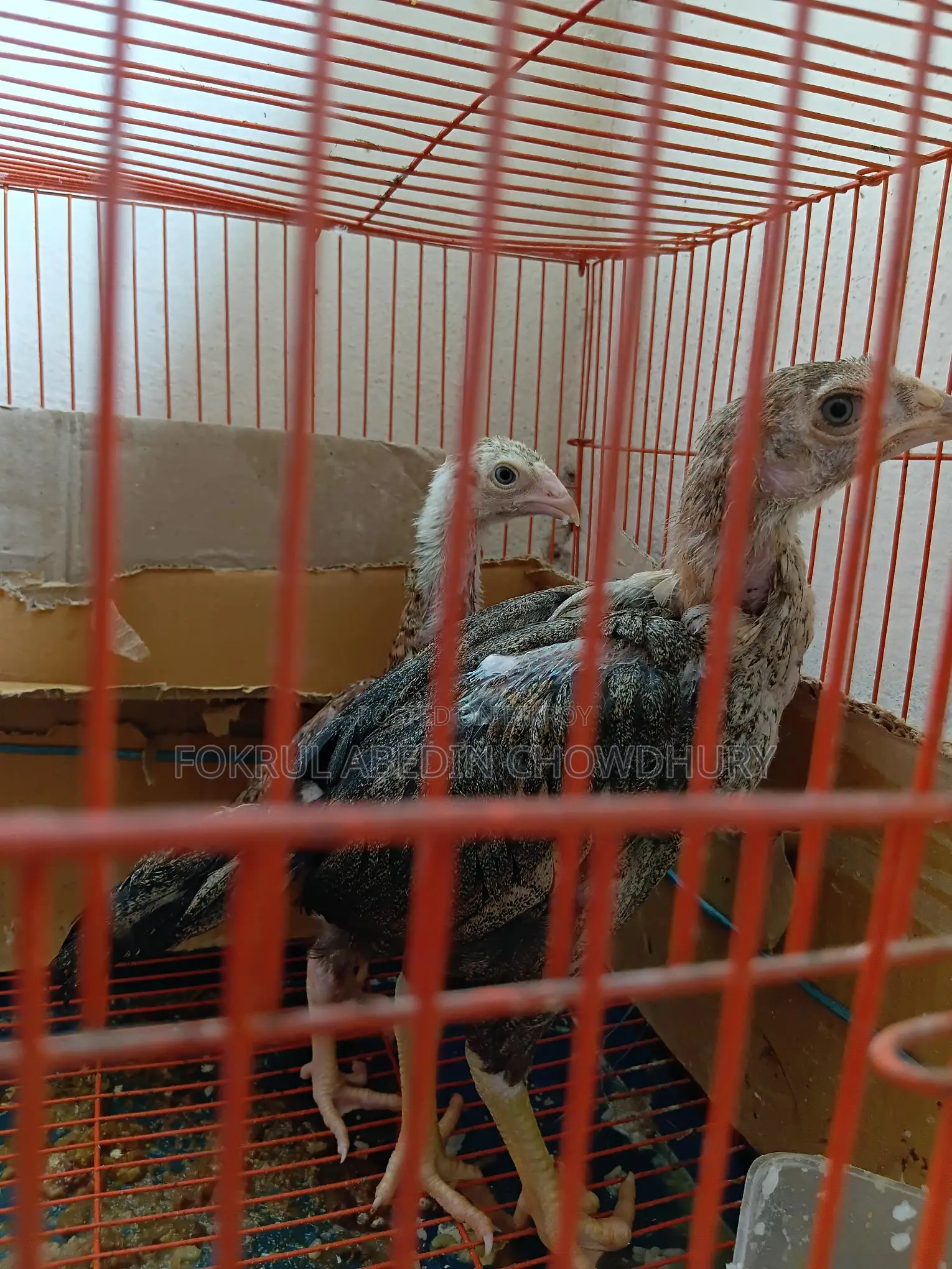 European Giant Coturnix Quail Adult Birds