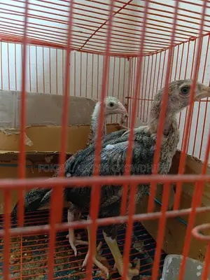 European Giant Coturnix Quail Adult Birds