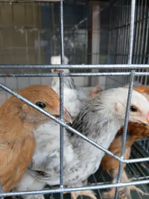 European Giant Coturnix Quail Adult Birds