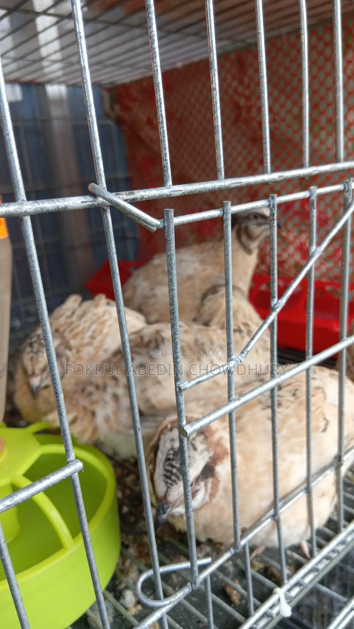European Giant Coturnix Quail Adult Birds