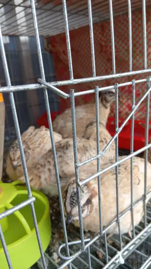 European Giant Coturnix Quail Adult Birds
