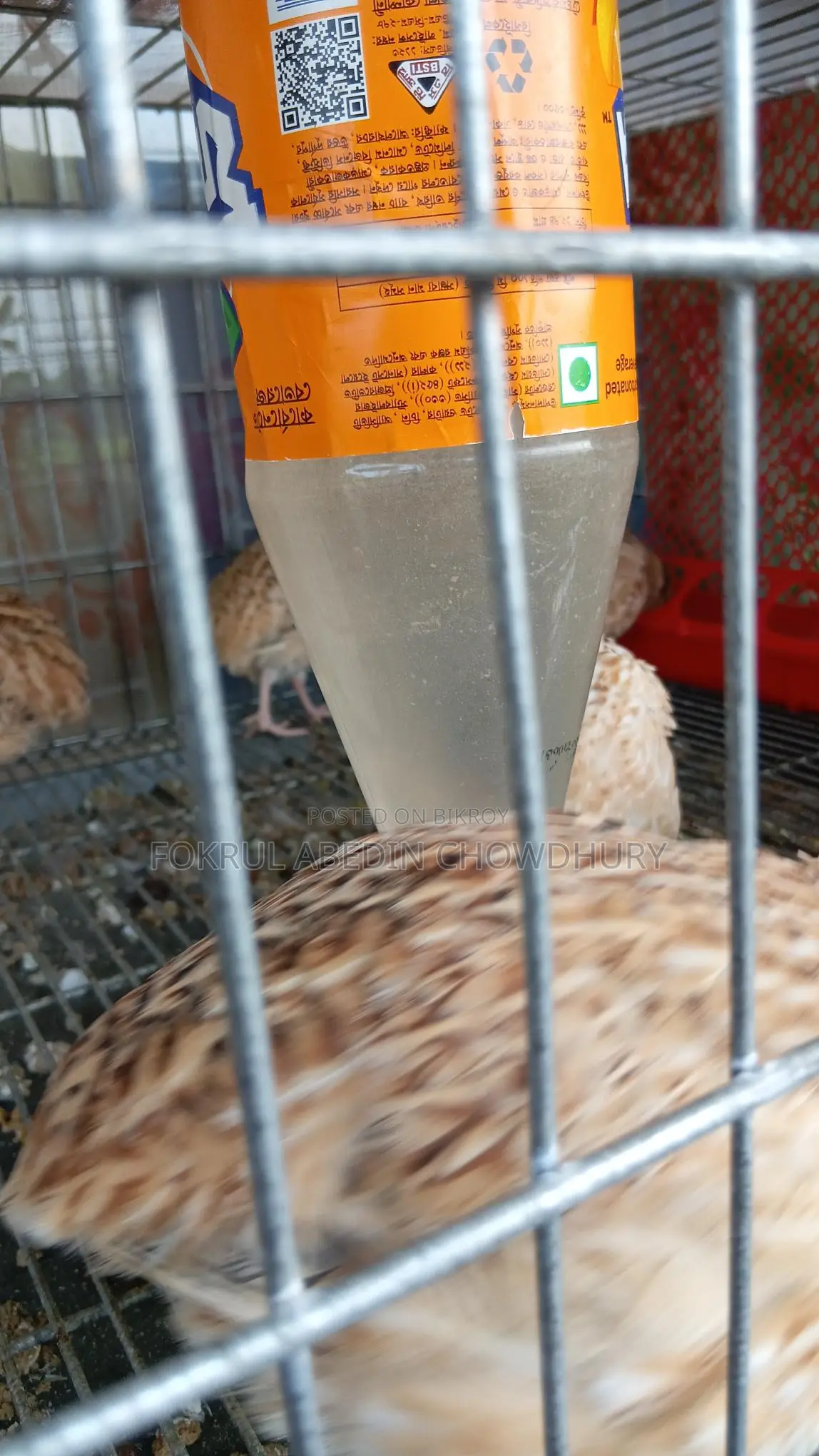 European Giant Coturnix Quail Adult Birds