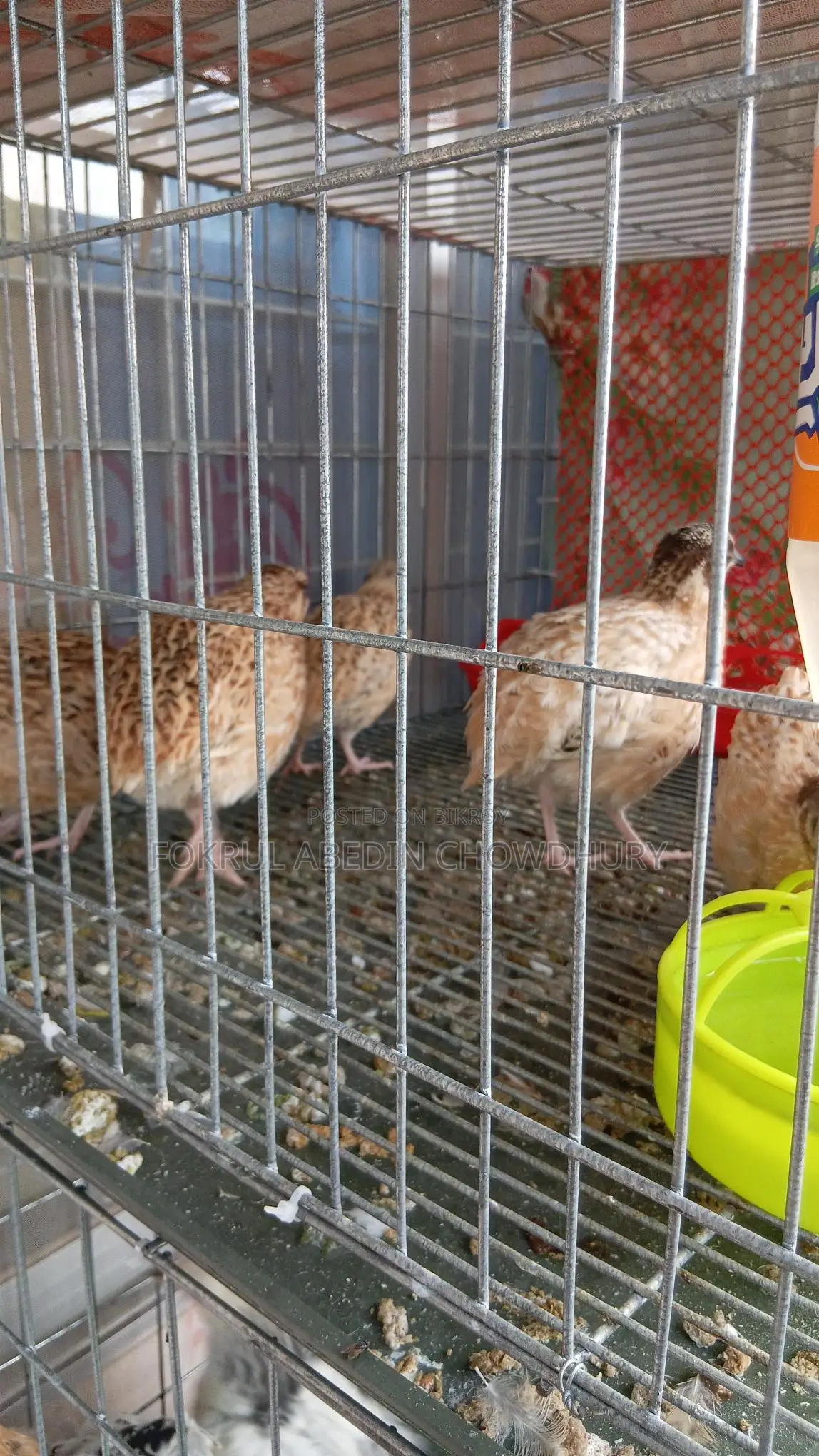 European Giant Coturnix Quail Adult Birds
