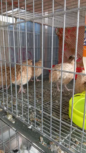 European Giant Coturnix Quail Adult Birds
