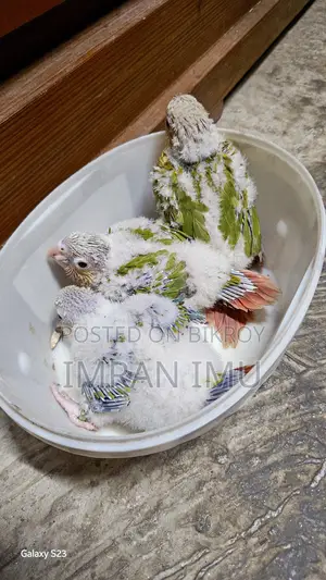Pineapple Double Red Factor Conure