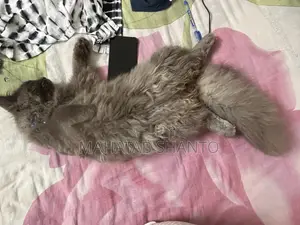 3-6 months Male Purebred Persian
