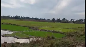 73 Bigha Land for Sale in Two Plots in Companiganj, Sylhet