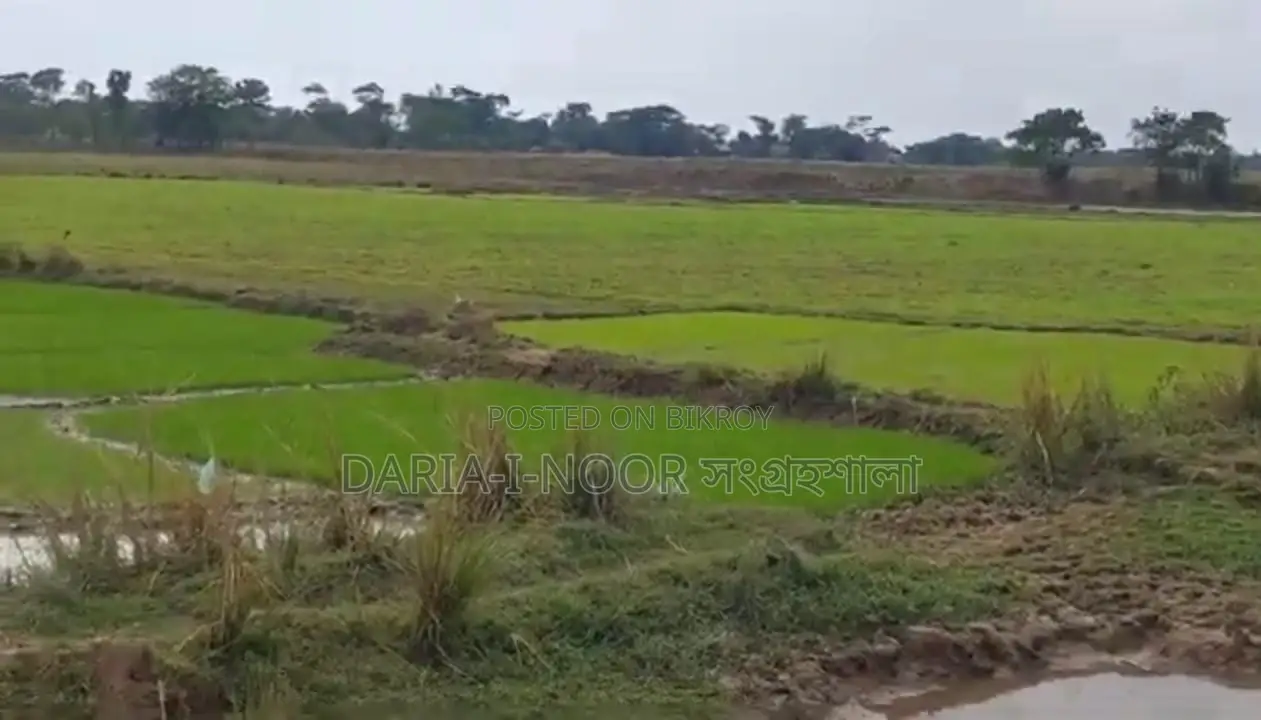 73 Bigha Land for Sale in Two Plots in Companiganj, Sylhet