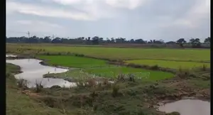 73 Bigha Land for Sale in Two Plots in Companiganj, Sylhet