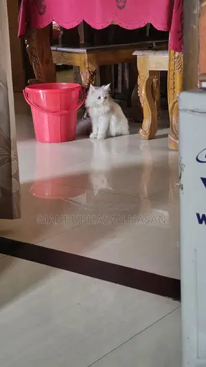 পার্সিয়ান লং হেয়ার ক্যাট