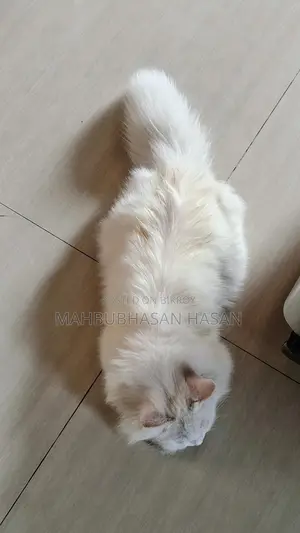 পার্সিয়ান লং হেয়ার ক্যাট