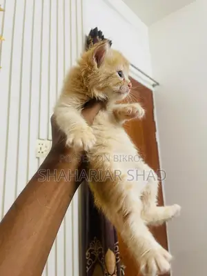Persian Cat