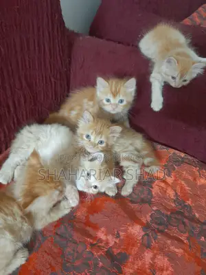 Persian Cat