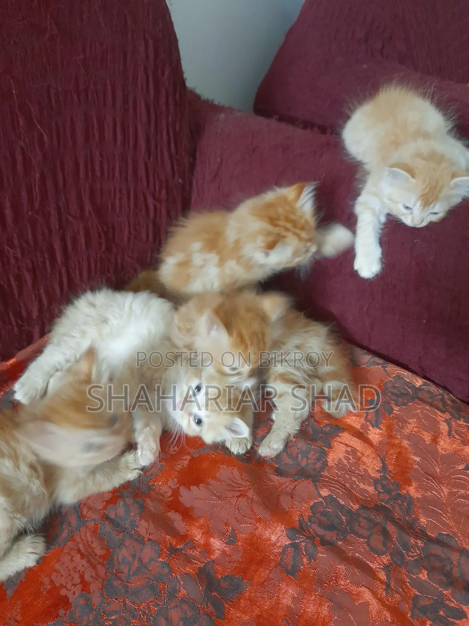 Persian Cat
