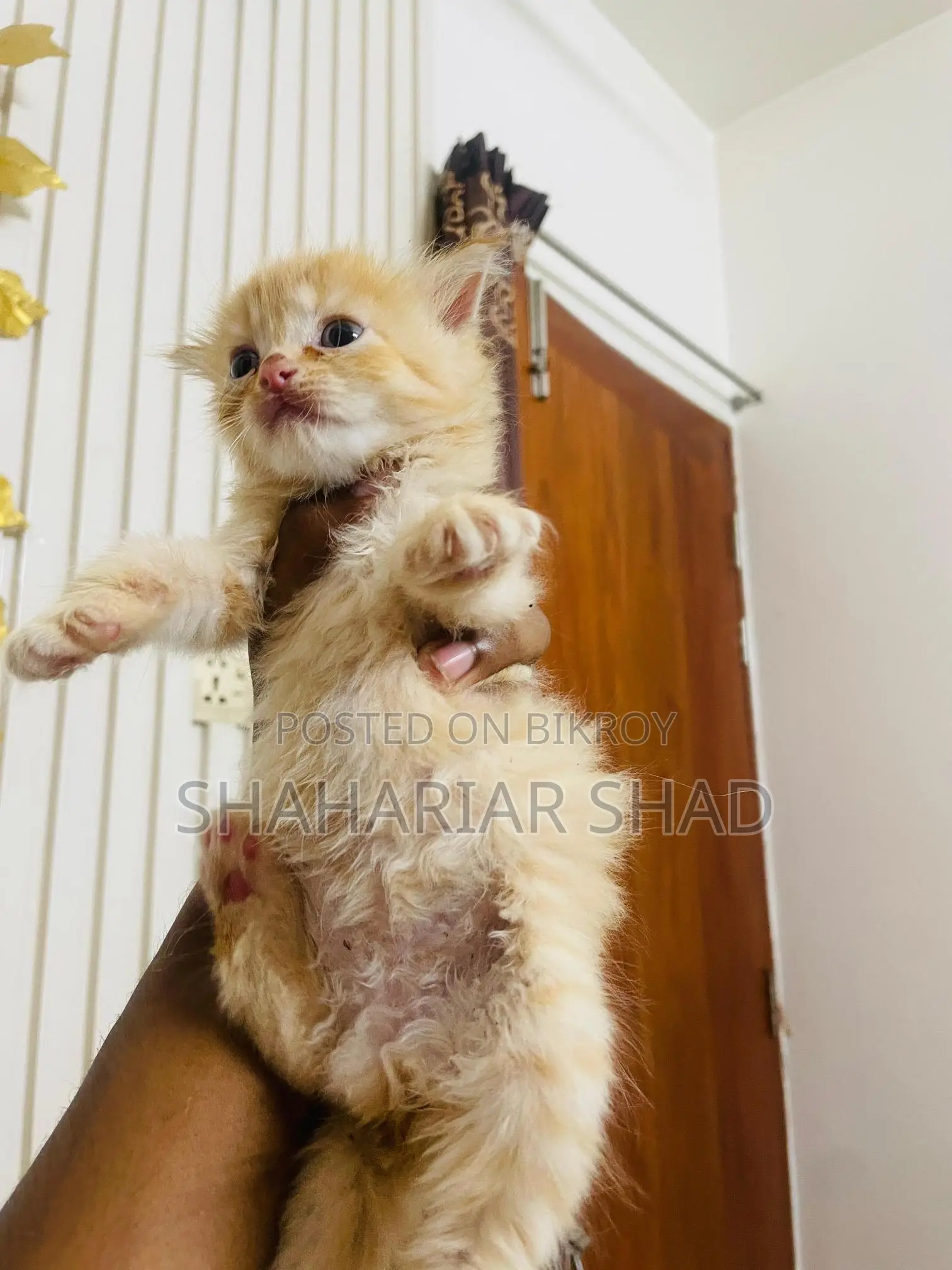Persian Cat