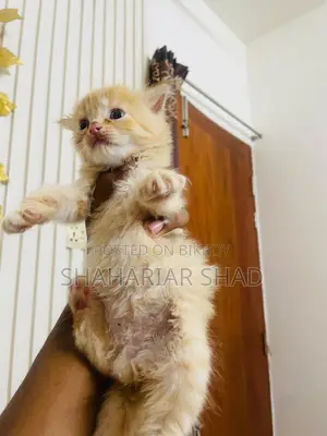 Persian Cat