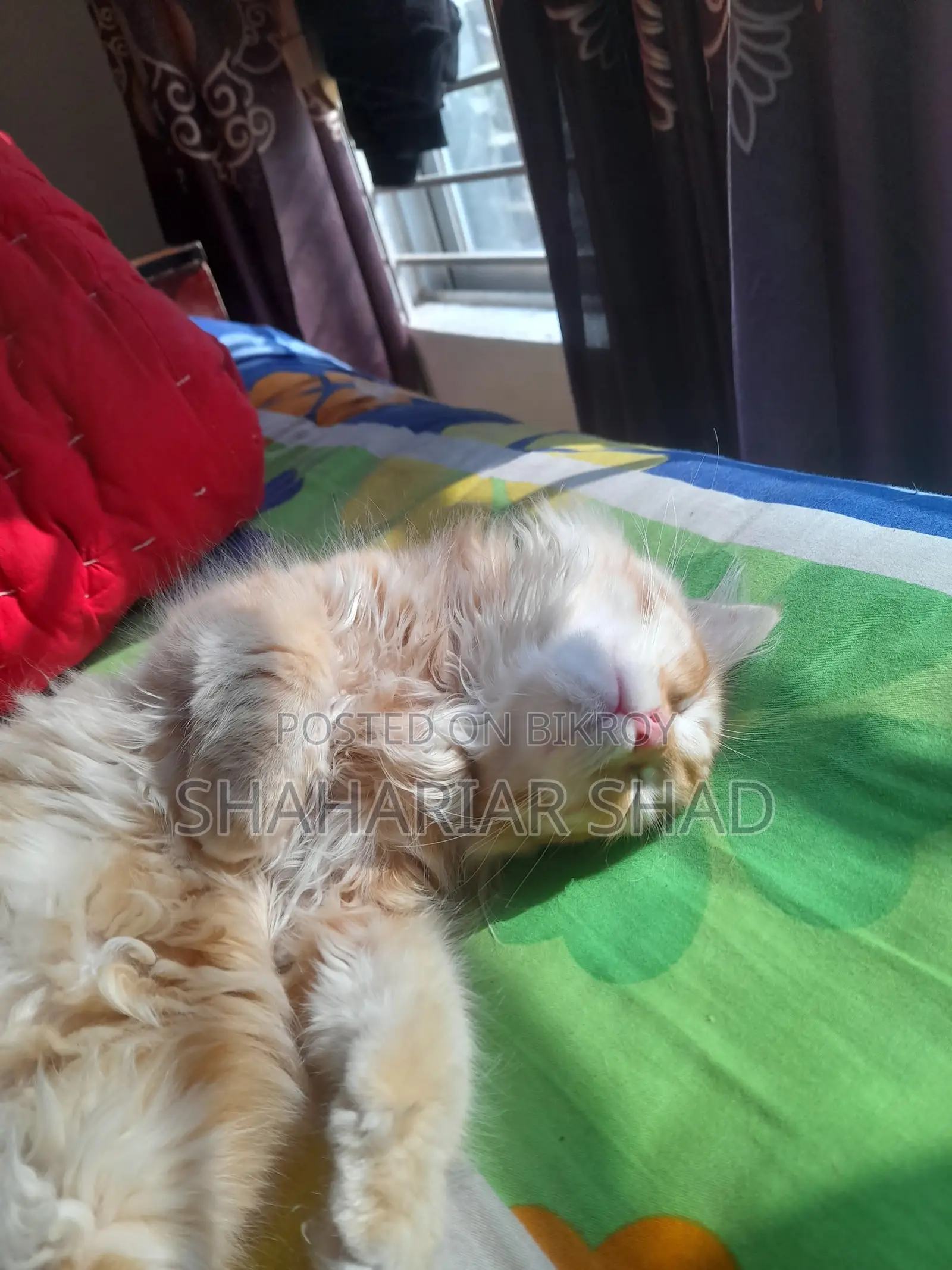 Persian Cat