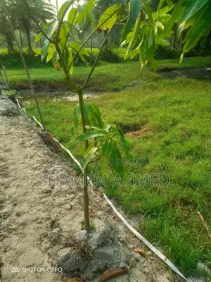 Land for sale at a low price, suitable for building a house