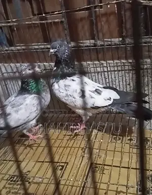 হাই ফ্লাইং গিরিবাজ