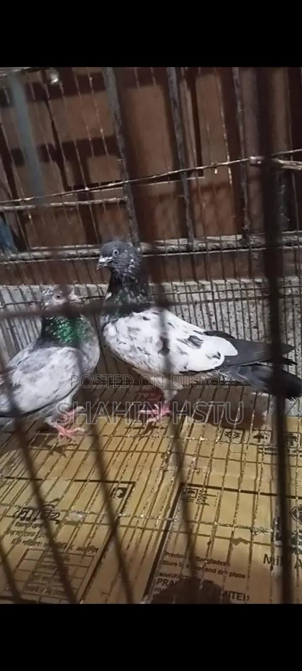 হাই ফ্লাইং গিরিবাজ