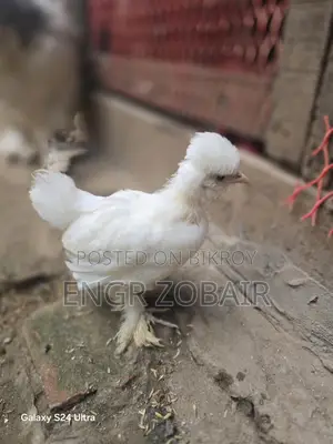 Turkish Sultan Baby Birds for Sale