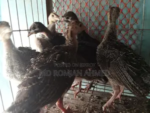 Turkey, Guinea Fowl, Rabbit
