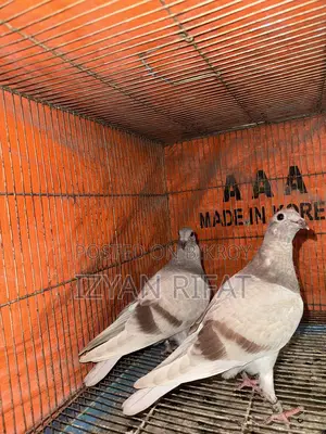 Mili Racer Baby Pair