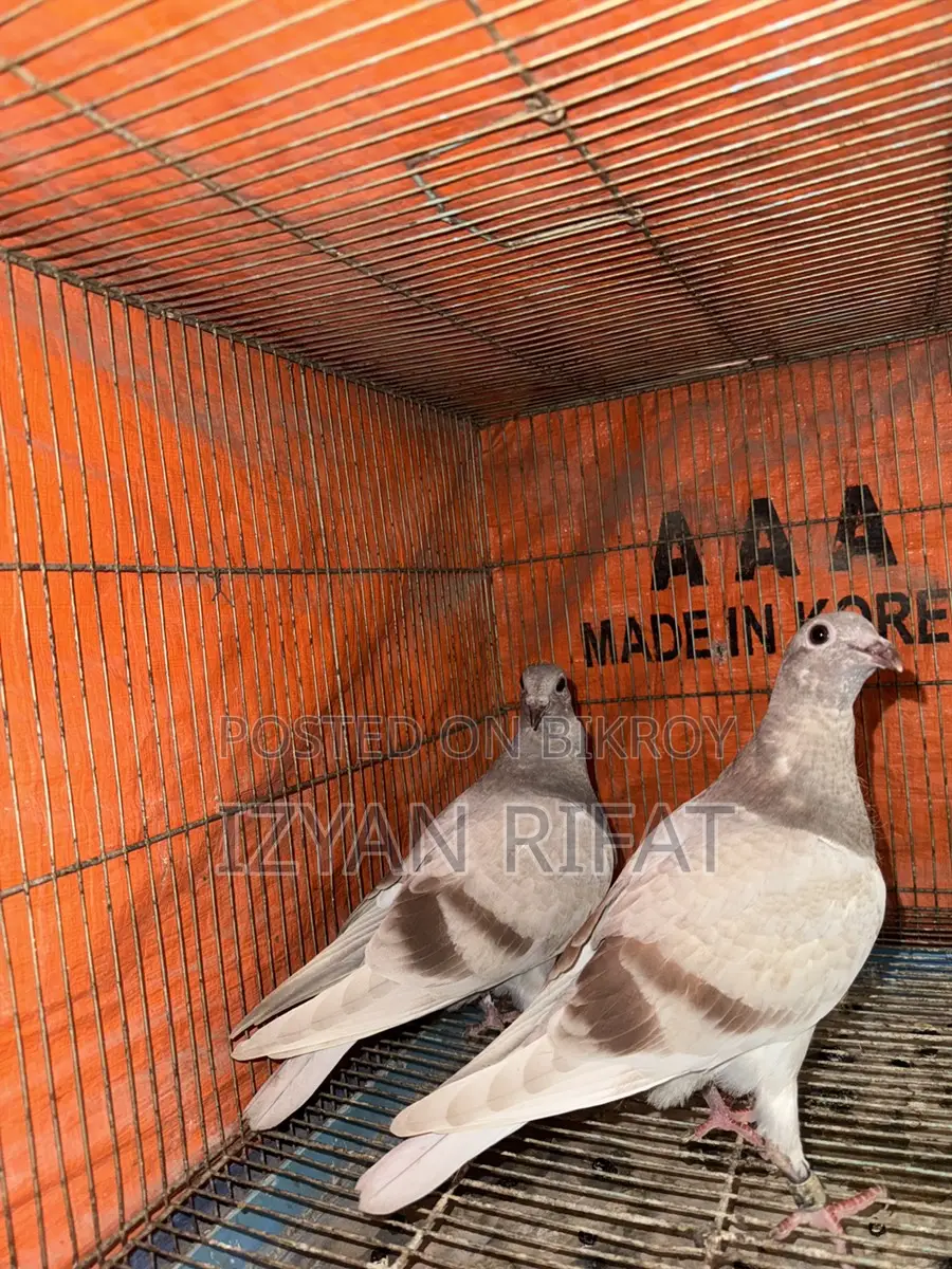 Mili Racer Baby Pair