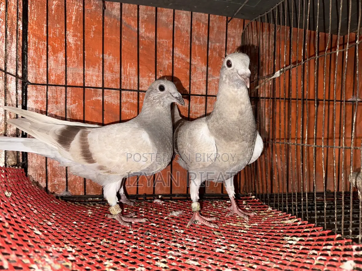 Mili Racer Baby Pair