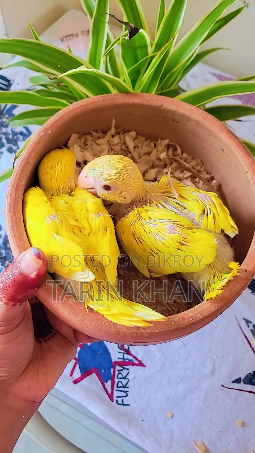 Yellow Ringneck