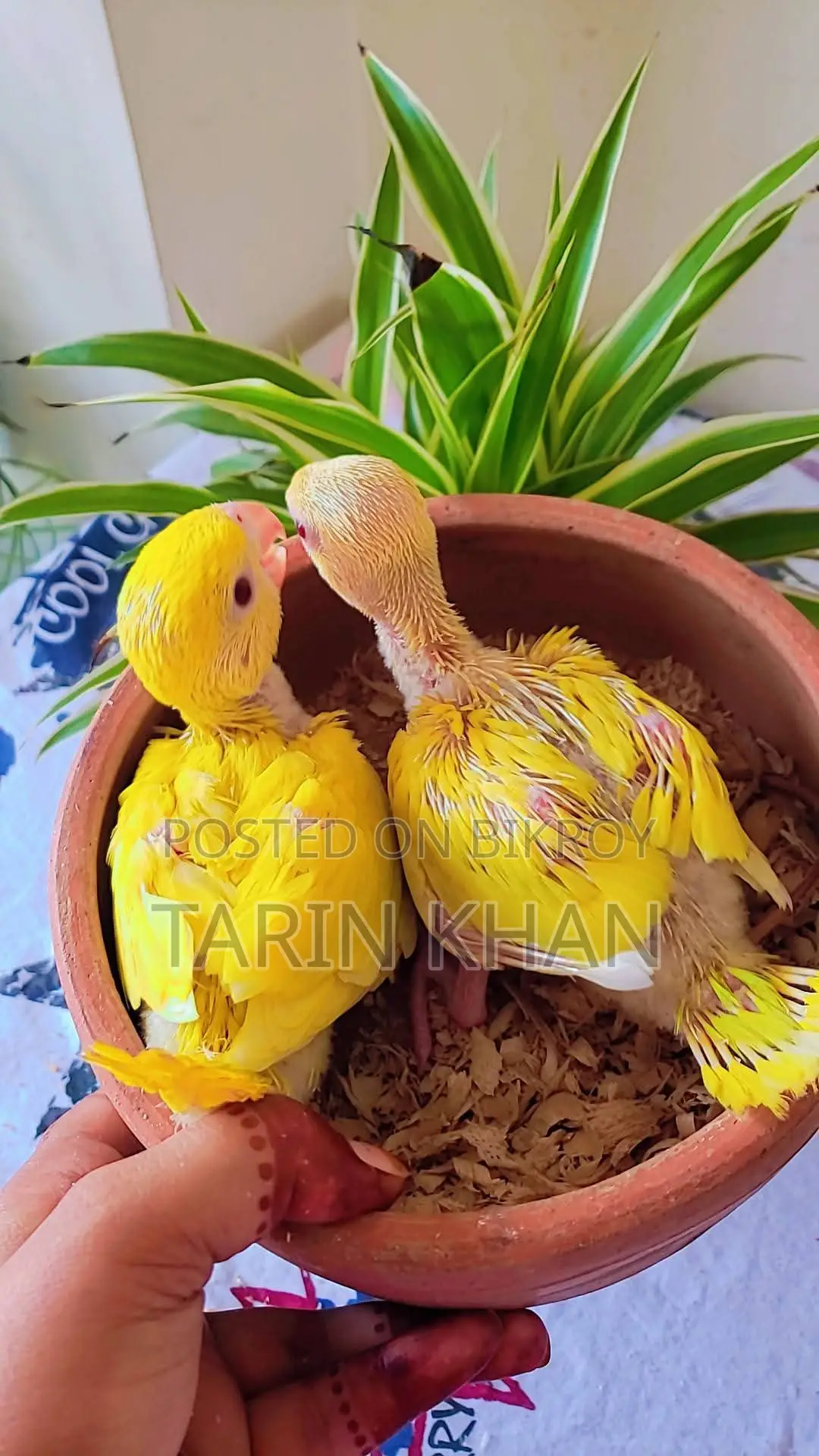 Yellow Ringneck