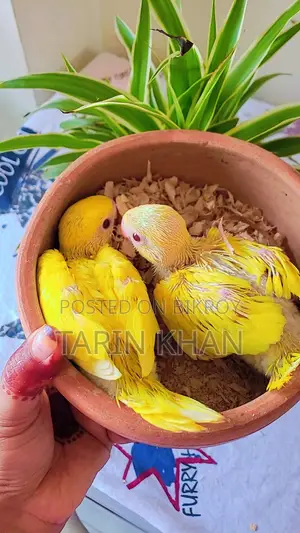 Yellow Ringneck