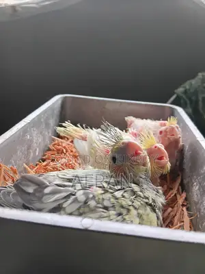Tame Size Baby