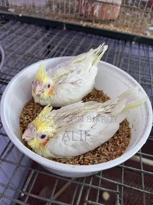 লুটিনো পার্ল ককাটেল বেবি