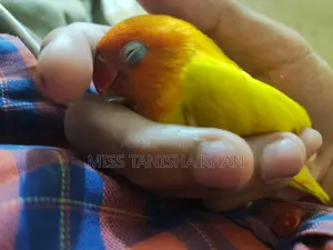 Tame Love Bird