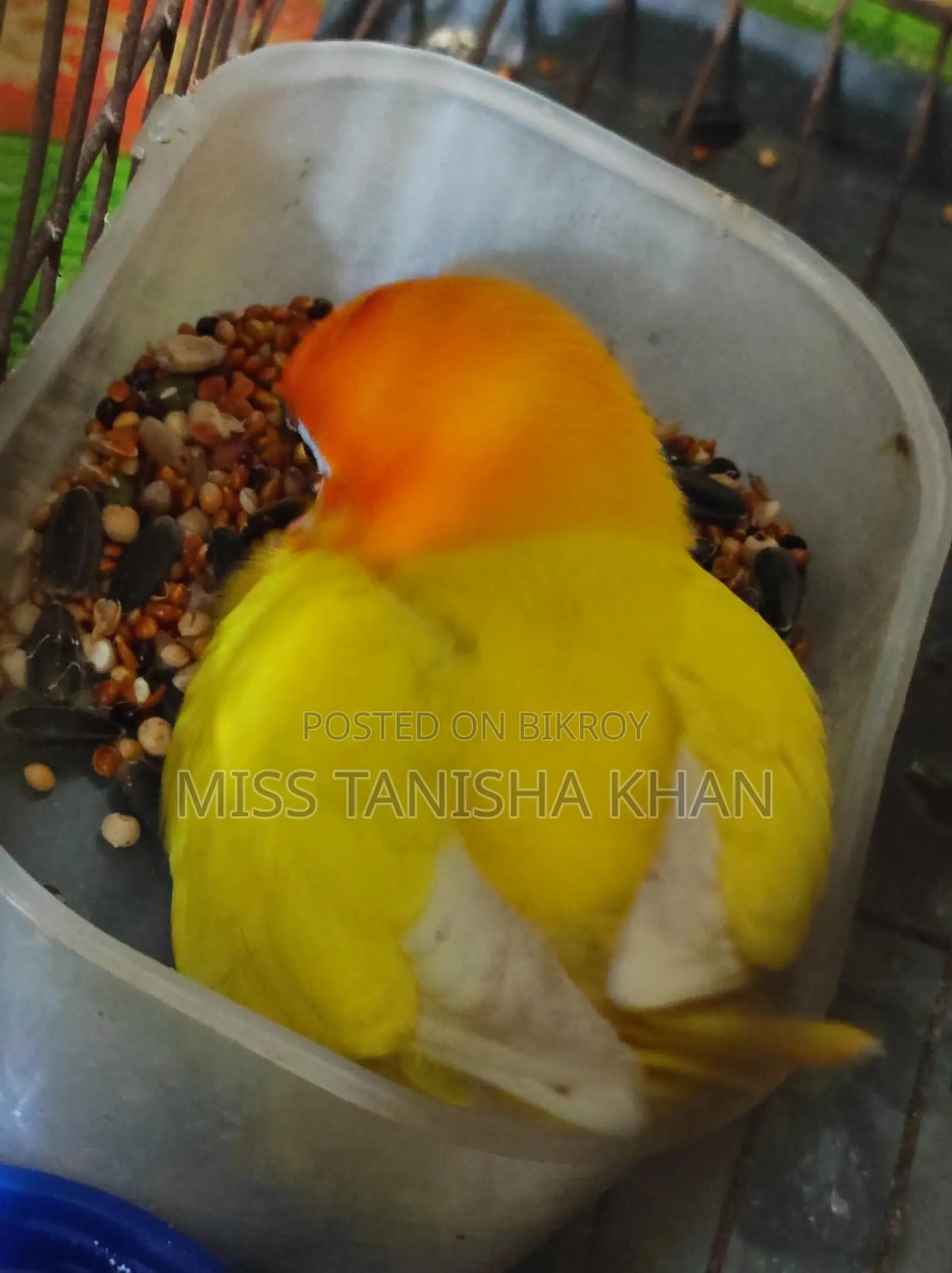 Tame Love Bird