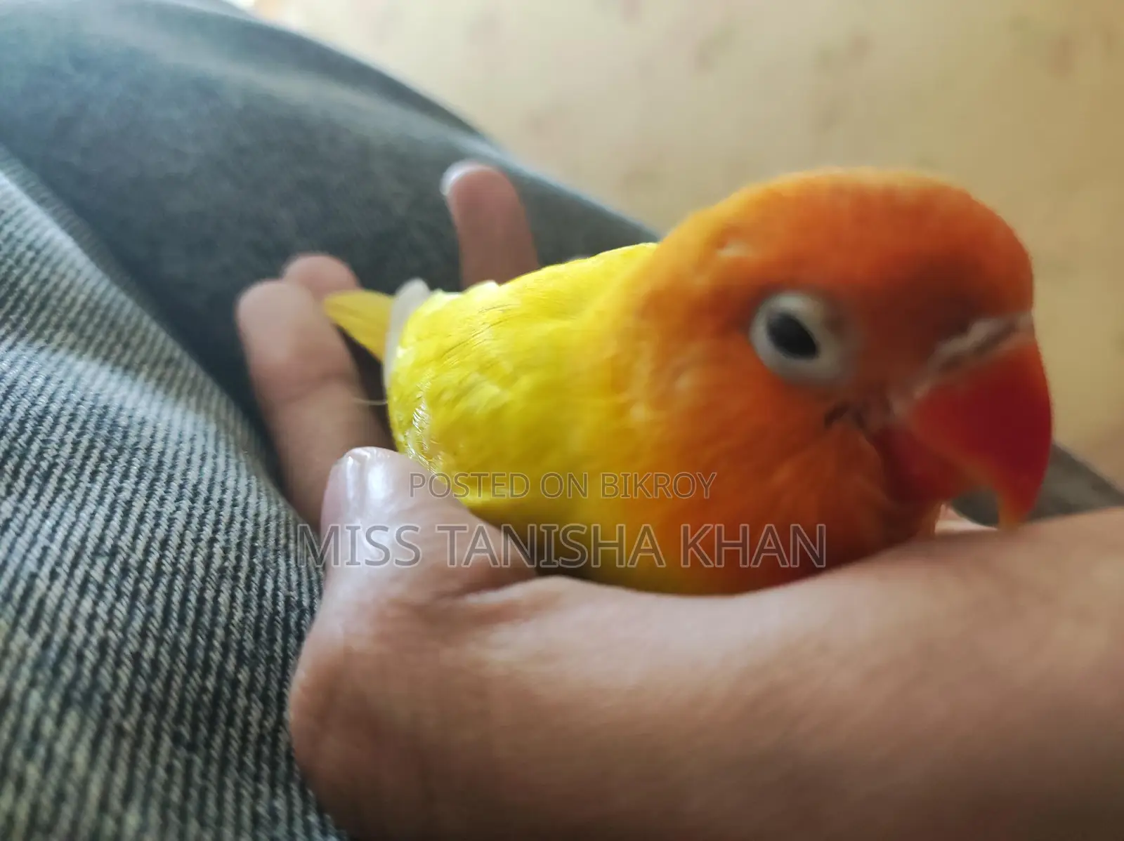 Tame Love Bird