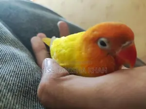 Tame Love Bird