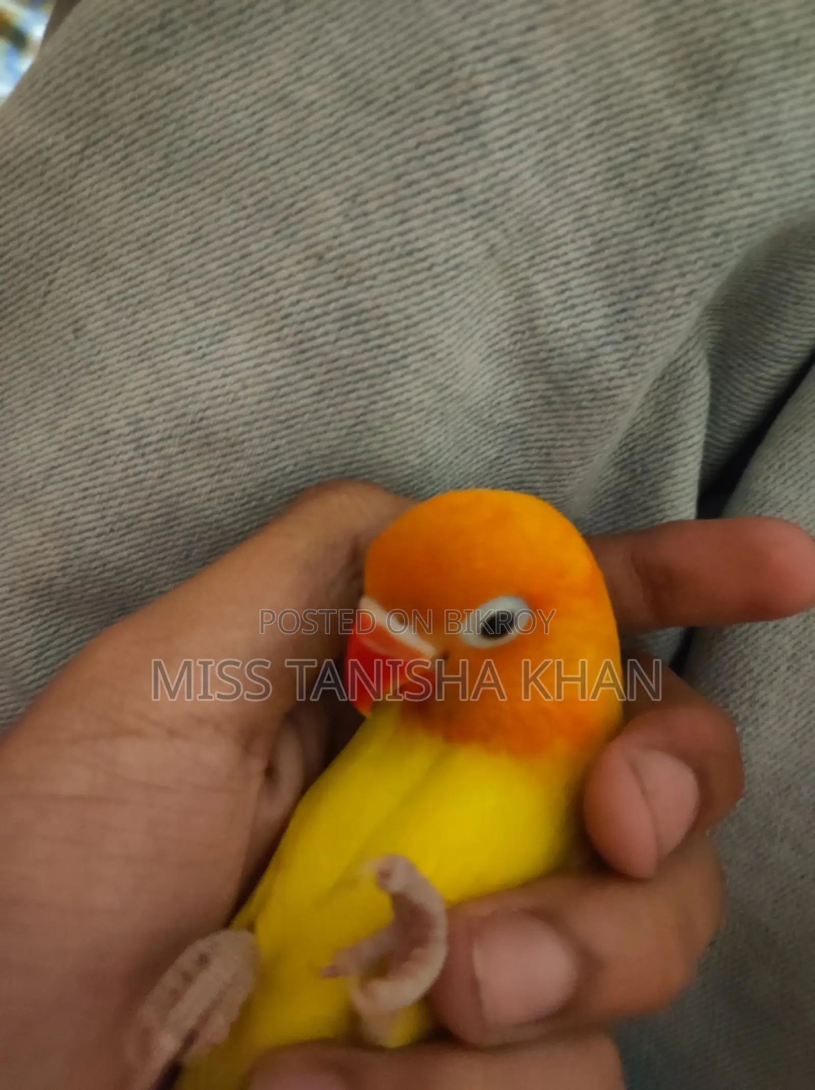 Tame Love Bird