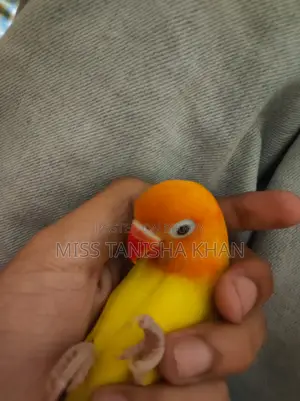 Tame Love Bird