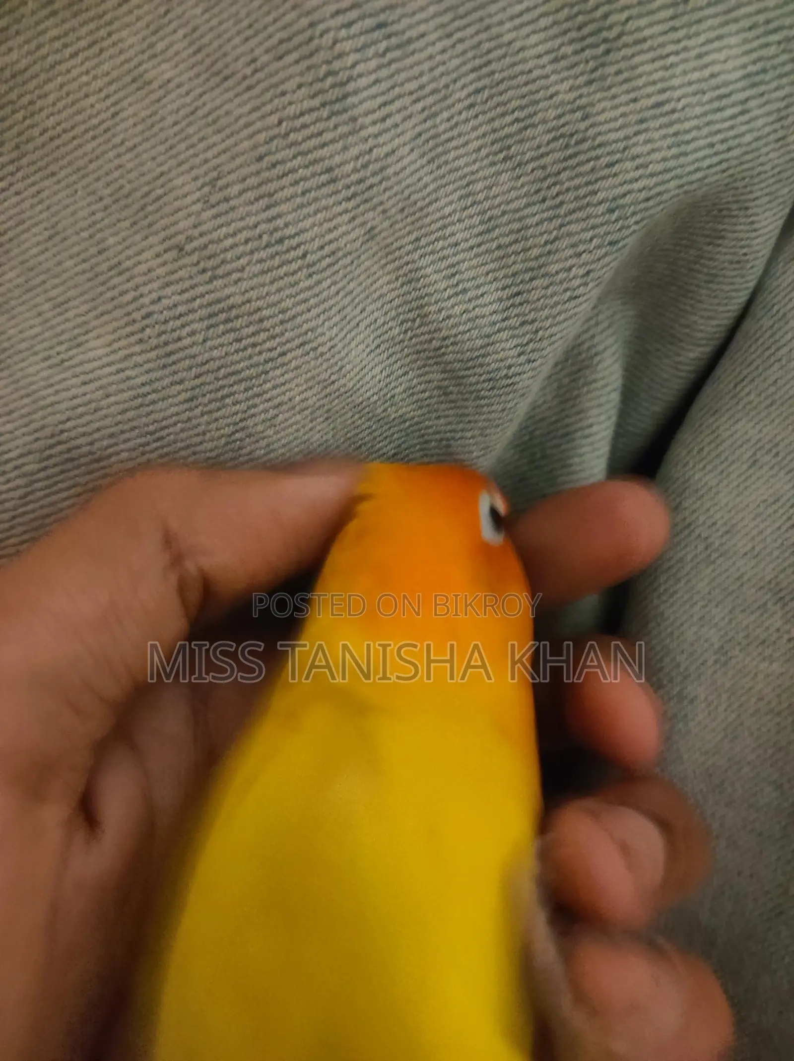 Tame Love Bird
