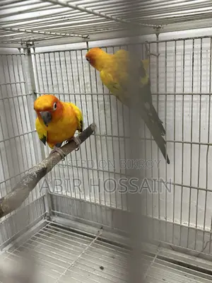 ব্রিডিং সান কুনুর পেয়ার ডিএনএ কার্ডসহ
