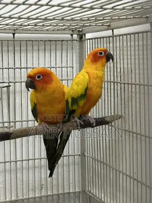 ব্রিডিং সান কুনুর পেয়ার ডিএনএ কার্ডসহ