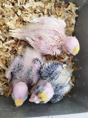 Cockatiel baby